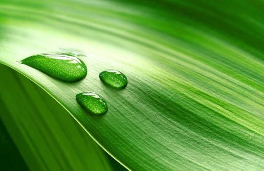 DRIP Botanical Tea Bar Kratom Extract Guide