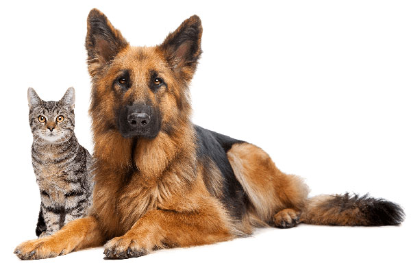 drip-cbd-pets DRIP CBD for Pets