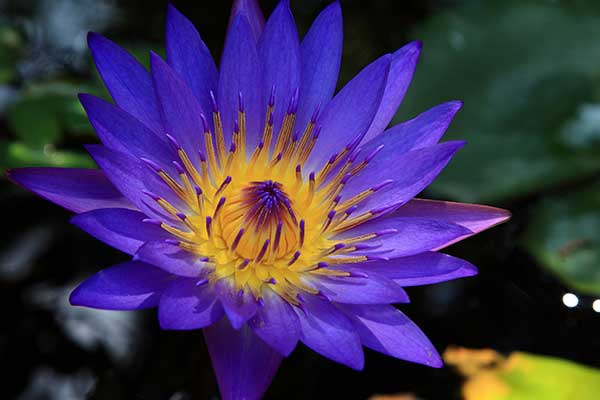 drip-botanical-tea-bar-blue-lotus-flower DRIP Botanical Tea Bar Blue Lotus Flower Tea