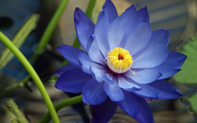 This image showcases the Blue Lotus, a flower traditionally believed to be a gateway to the divine. For centuries, this ancestral flower has been revered for its ability to induce deep meditative energy, enhance third eye function, and promote lucid dreaming. The effects of the Blue Lotus, also known as the Blue Waterlily, can induce euphoria while also helping to decompress the nervous system and promote relaxation for the whole body and mind.